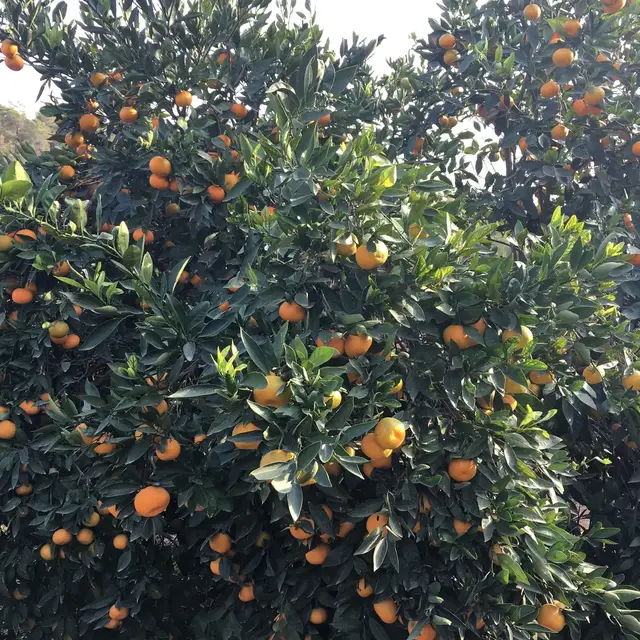 İzmir — mandalina (Kasım 2016)