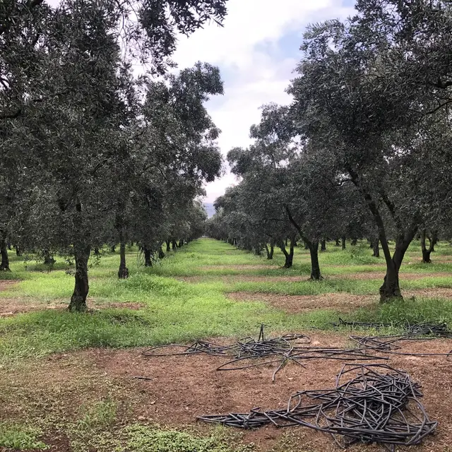 Bursa — zeytin (Ağustos 2019)