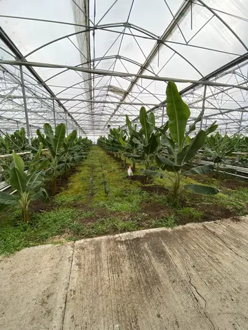 Seyhan, Adana saha ziyareti (Mart 2021) — domates, muz