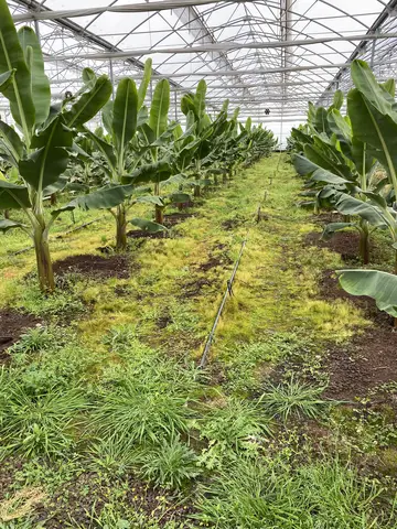Seyhan, Adana saha ziyareti (Mart 2021) — domates, muz