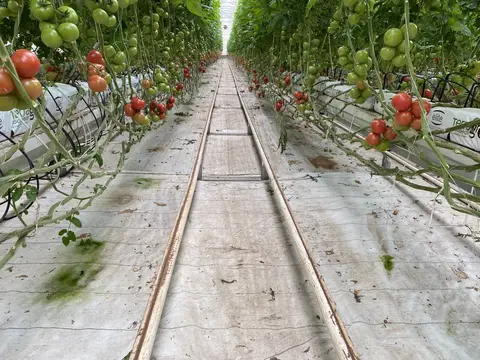 Seyhan, Adana saha ziyareti (Mart 2021) — domates, muz