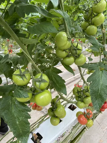 Seyhan, Adana saha ziyareti (Mart 2021) — domates, muz