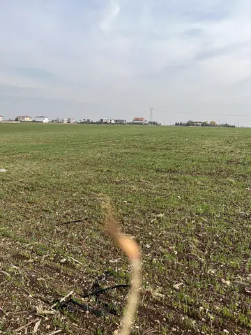 Adıyaman saha ziyareti (Aralık 2024) — buğday
