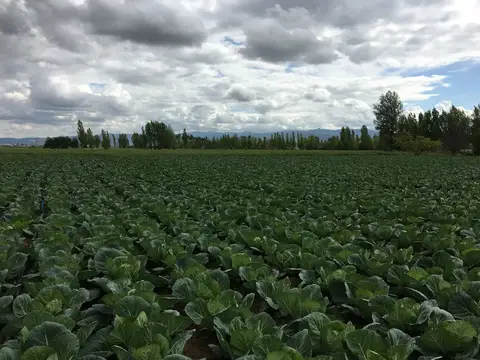 Afyonkarahisar Merkez, Afyonkarahisar saha ziyareti (Mayıs 2016) — lahana