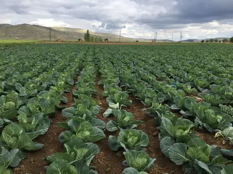 Afyonkarahisar Merkez, Afyonkarahisar saha ziyareti (Mayıs 2016) — lahana