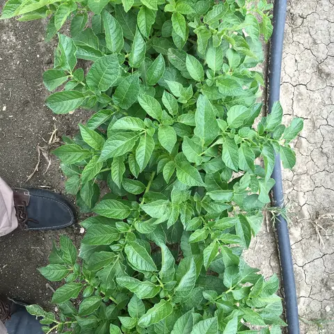 Kızılören, Afyonkarahisar saha ziyareti (Mayıs 2016) — patates