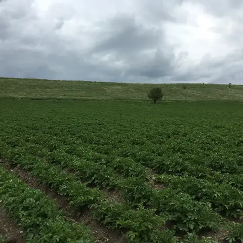 Kızılören, Afyonkarahisar saha ziyareti (Mayıs 2016) — patates