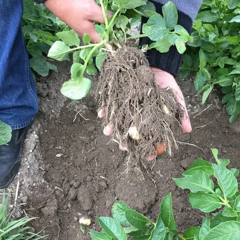 Kızılören, Afyonkarahisar saha ziyareti (Mayıs 2016) — patates