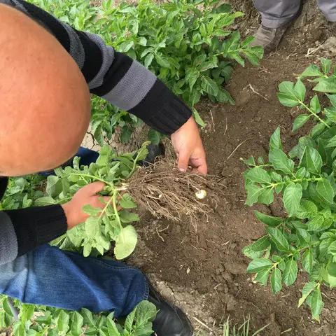 Kızılören, Afyonkarahisar saha ziyareti (Mayıs 2016) — patates