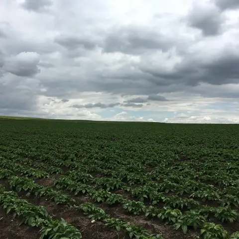 Kızılören, Afyonkarahisar saha ziyareti (Mayıs 2016) — patates