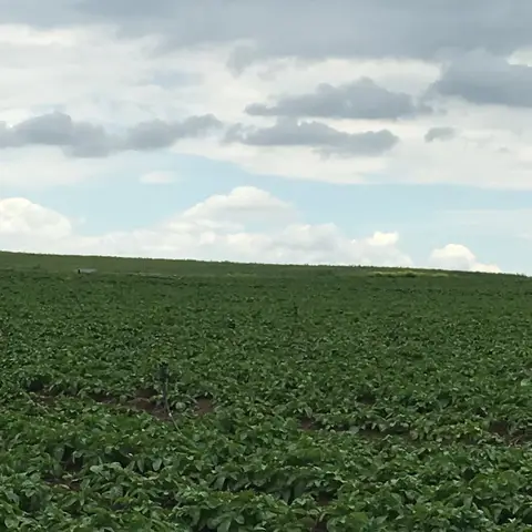 Kızılören, Afyonkarahisar saha ziyareti (Mayıs 2016) — patates
