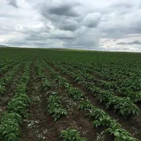 Kızılören, Afyonkarahisar saha ziyareti (Mayıs 2016) — patates
