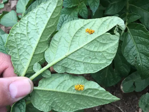 Sandıklı, Afyonkarahisar saha ziyareti (Mayıs 2016) — patates