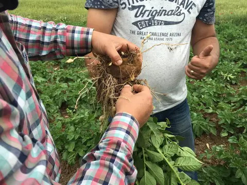 Sandıklı, Afyonkarahisar saha ziyareti (Mayıs 2016) — patates