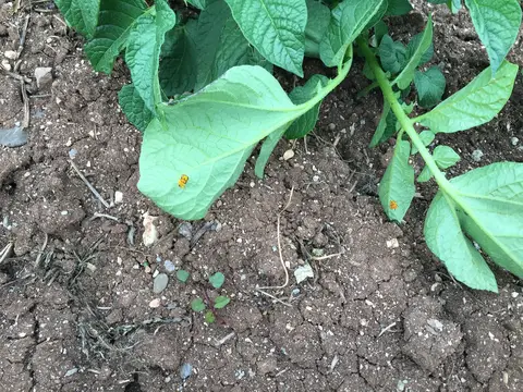 Sandıklı, Afyonkarahisar saha ziyareti (Mayıs 2016) — patates