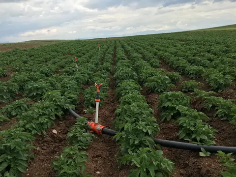 Sandıklı, Afyonkarahisar saha ziyareti (Mayıs 2016) — patates
