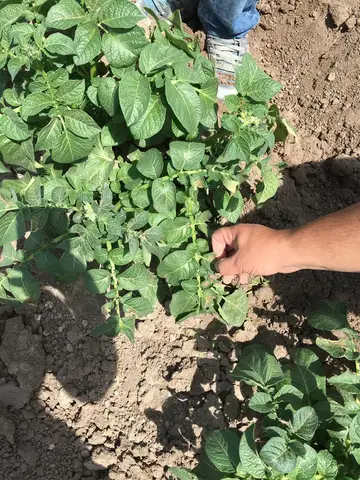 Afyonkarahisar saha ziyareti (Haziran 2016) — patates