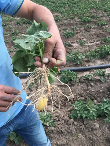 Afyonkarahisar saha ziyareti (Haziran 2016) — patates