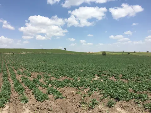 Afyonkarahisar saha ziyareti (Haziran 2016) — patates
