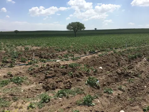 Afyonkarahisar saha ziyareti (Haziran 2016) — patates