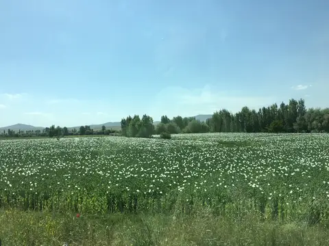 Afyonkarahisar saha ziyareti (Haziran 2016) — patates