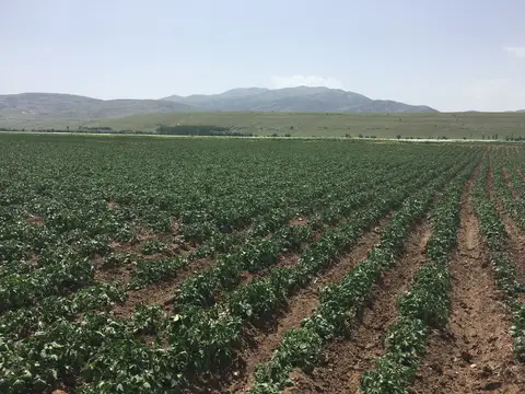 Afyonkarahisar saha ziyareti (Haziran 2016) — patates