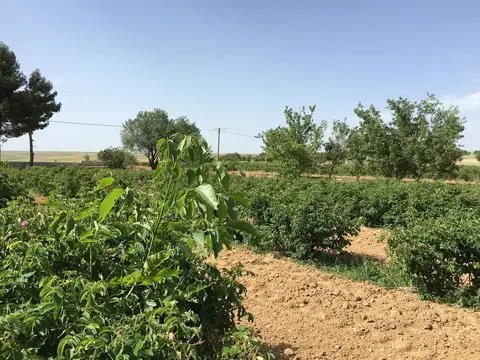 Afyonkarahisar saha ziyareti (Haziran 2016) — patates