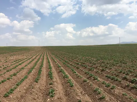 Emirdağ, Afyonkarahisar saha ziyareti (Haziran 2016) — patates