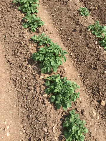 Emirdağ, Afyonkarahisar saha ziyareti (Haziran 2016) — patates