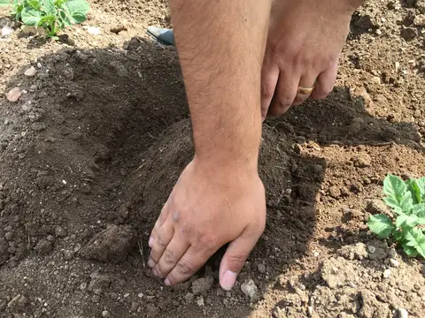 Emirdağ, Afyonkarahisar saha ziyareti (Haziran 2016) — patates