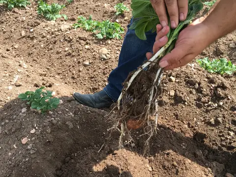 Emirdağ, Afyonkarahisar saha ziyareti (Haziran 2016) — patates