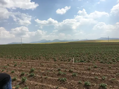 Emirdağ, Afyonkarahisar saha ziyareti (Haziran 2016) — patates