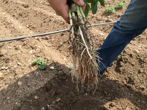 Emirdağ, Afyonkarahisar saha ziyareti (Haziran 2016) — patates