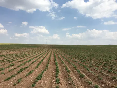 Emirdağ, Afyonkarahisar saha ziyareti (Haziran 2016) — patates