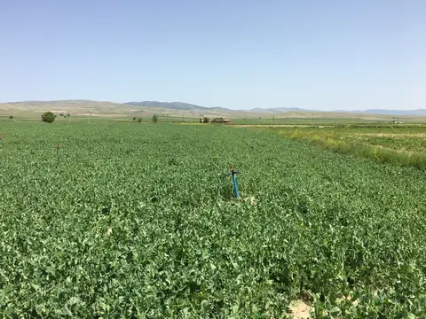 Sandıklı, Afyonkarahisar saha ziyareti (Haziran 2016) — bezelye
