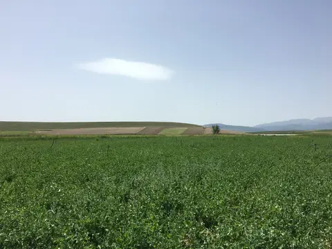 Sandıklı, Afyonkarahisar saha ziyareti (Haziran 2016) — bezelye