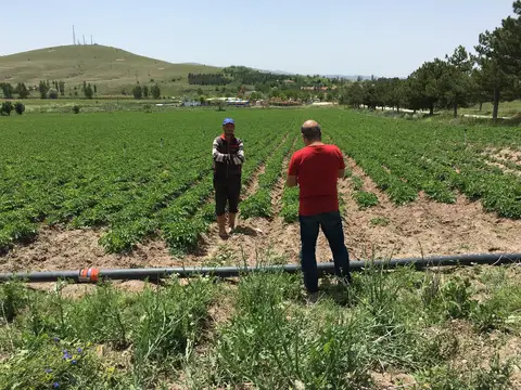 Sandıklı, Afyonkarahisar saha ziyareti (Haziran 2016) — bezelye