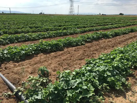 Afyonkarahisar Merkez, Afyonkarahisar saha ziyareti (Temmuz 2016) — patates