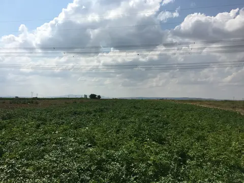 Afyonkarahisar Merkez, Afyonkarahisar saha ziyareti (Temmuz 2016) — patates