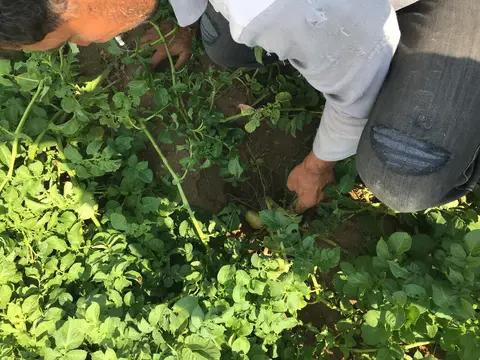 Afyonkarahisar Merkez, Afyonkarahisar saha ziyareti (Temmuz 2016) — patates