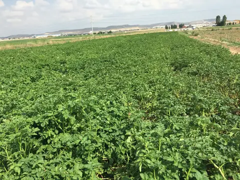 Afyonkarahisar Merkez, Afyonkarahisar saha ziyareti (Temmuz 2016) — patates