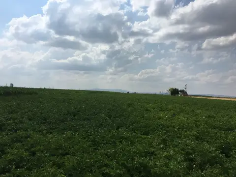 Afyonkarahisar Merkez, Afyonkarahisar saha ziyareti (Temmuz 2016) — patates
