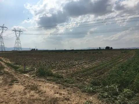 Afyonkarahisar Merkez, Afyonkarahisar saha ziyareti (Temmuz 2016) — patates