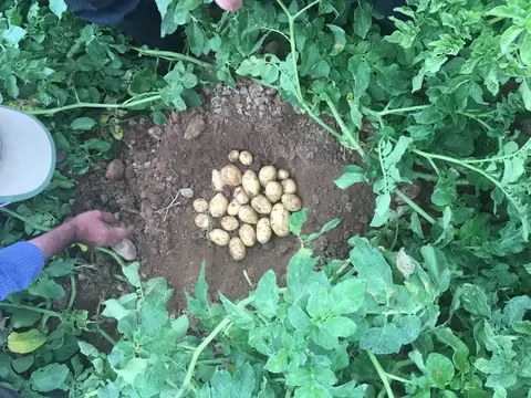 Afyonkarahisar saha ziyareti (Temmuz 2016) — patates