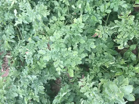 Afyonkarahisar saha ziyareti (Temmuz 2016) — patates