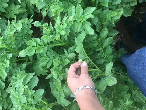 Afyonkarahisar saha ziyareti (Temmuz 2016) — patates