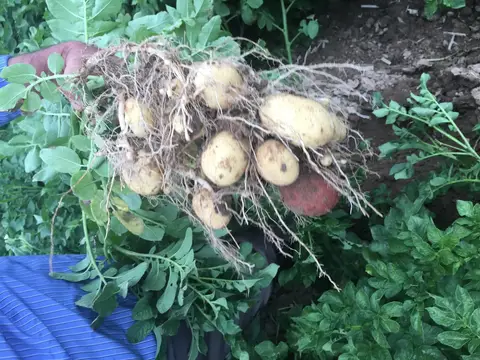 Afyonkarahisar saha ziyareti (Temmuz 2016) — patates