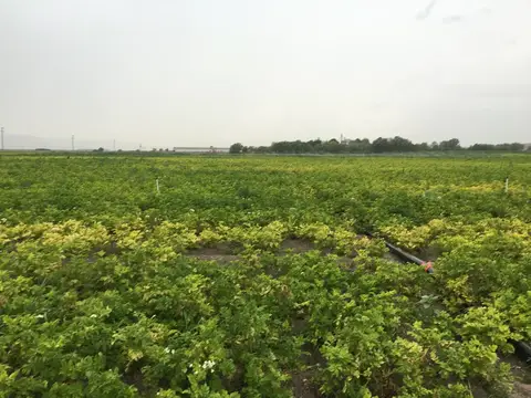 Afyonkarahisar saha ziyareti (Temmuz 2016) — patates