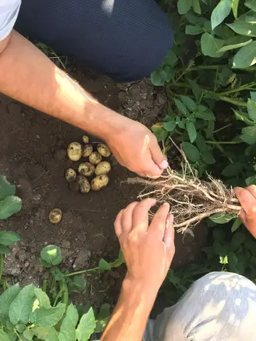 Emirdağ, Afyonkarahisar saha ziyareti (Temmuz 2016) — patates