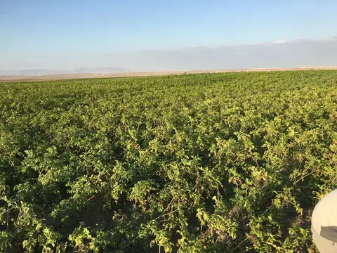 Emirdağ, Afyonkarahisar saha ziyareti (Temmuz 2016) — patates